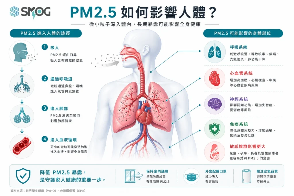 PM2.5 進入人體後影響呼吸系統、肺部、心血管與免疫系統的健康影響示意圖