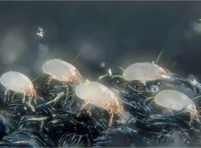 塵蟎在顯微鏡下的真實樣貌,僅約0.1-0.3毫米大小,肉眼難以察覺。